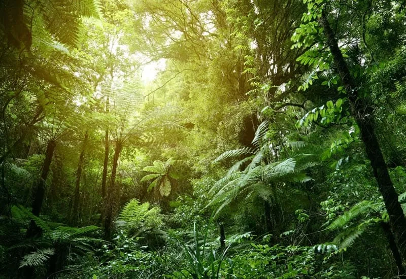 Rainforests and Wild Planet