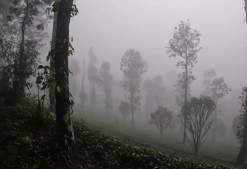 Rainforests and Wild Planet