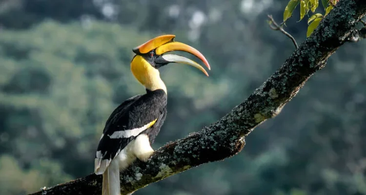 Great Indian Hornbill