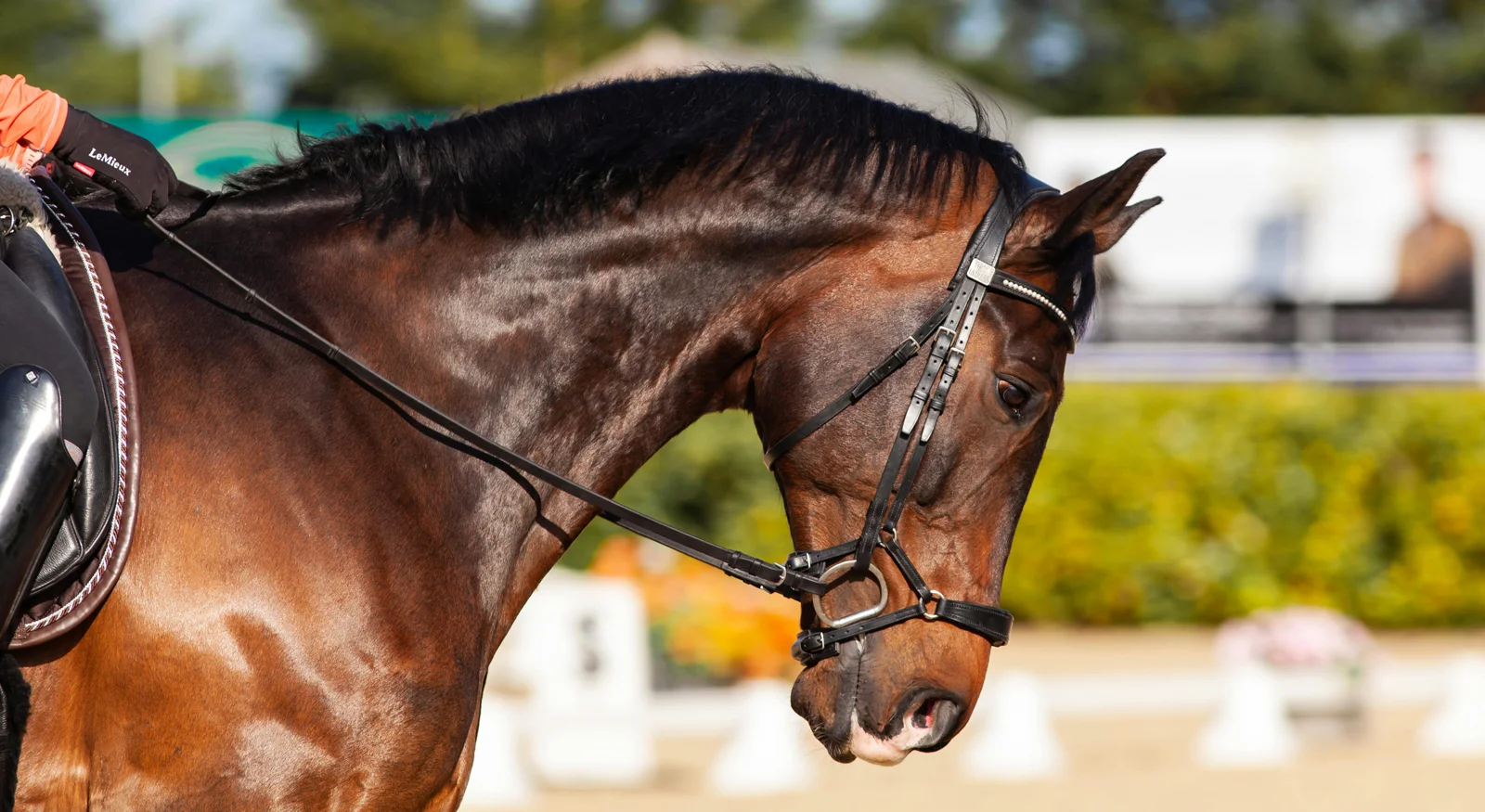 Horse Riding – Grace in Motion