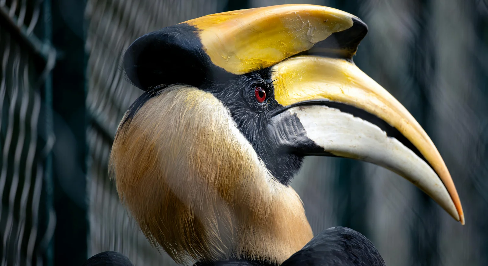 Great Indian Hornbill