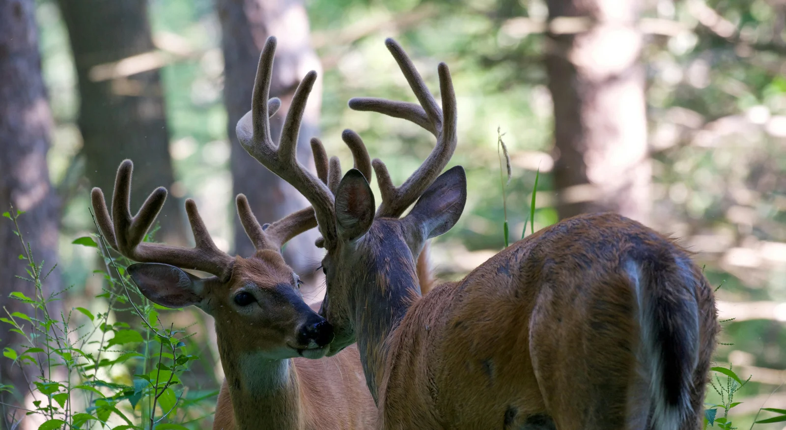 Wildlife Encounters
