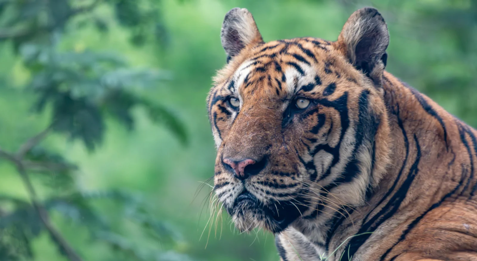 Bandipur National Park – Land of the Tiger