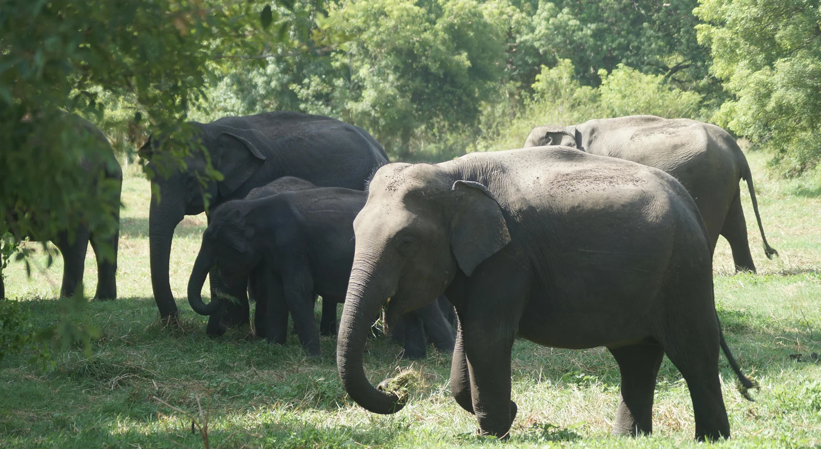 Mudumalai National Park – Where Three States Meet