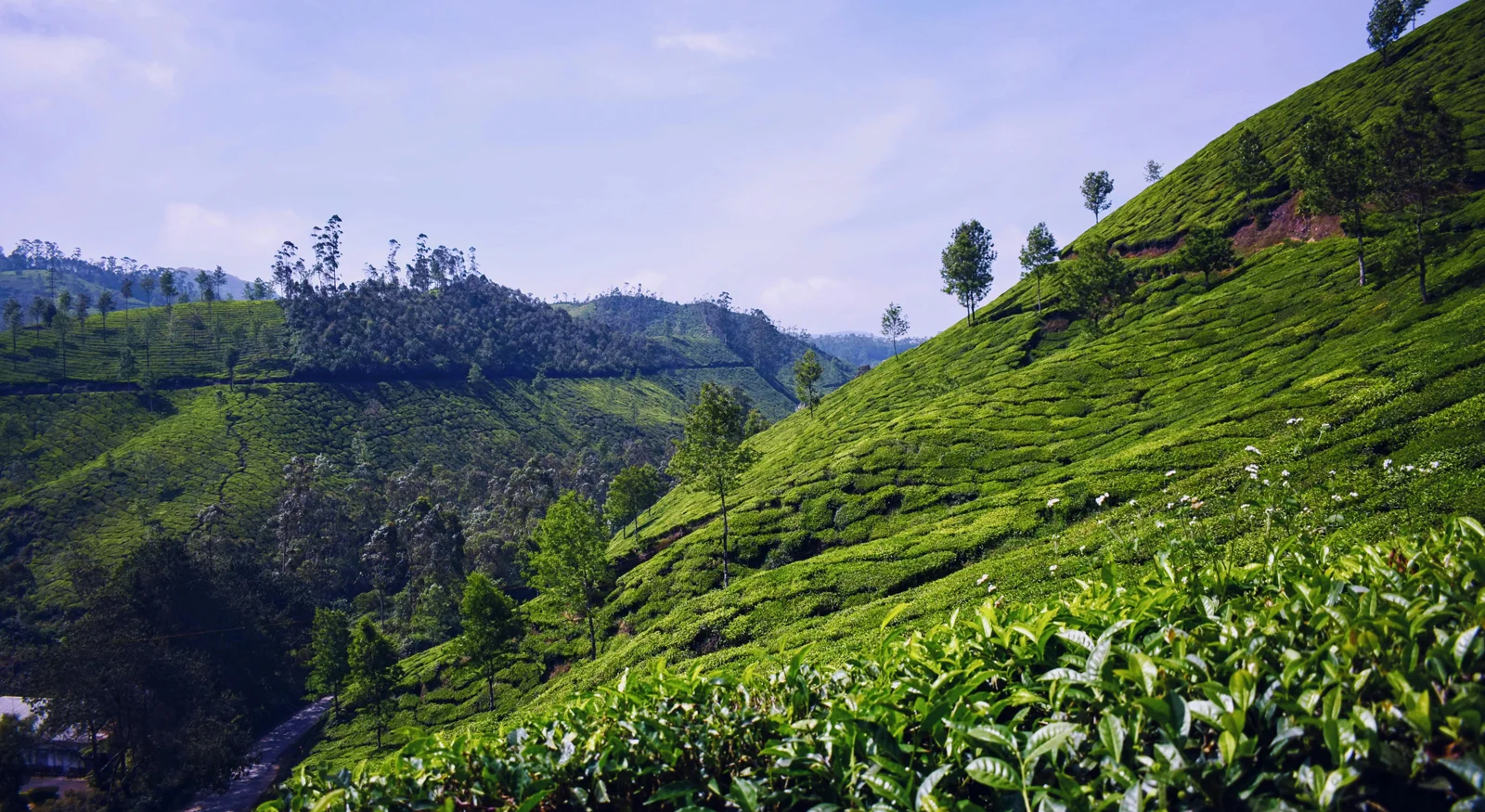 Wayanad – The Green Paradise