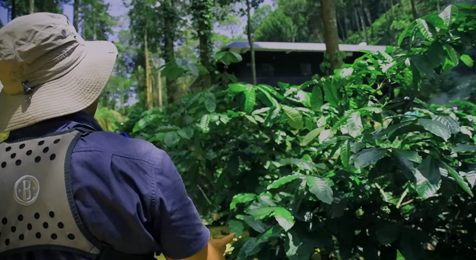 Plantation Walk – Roots of the Land