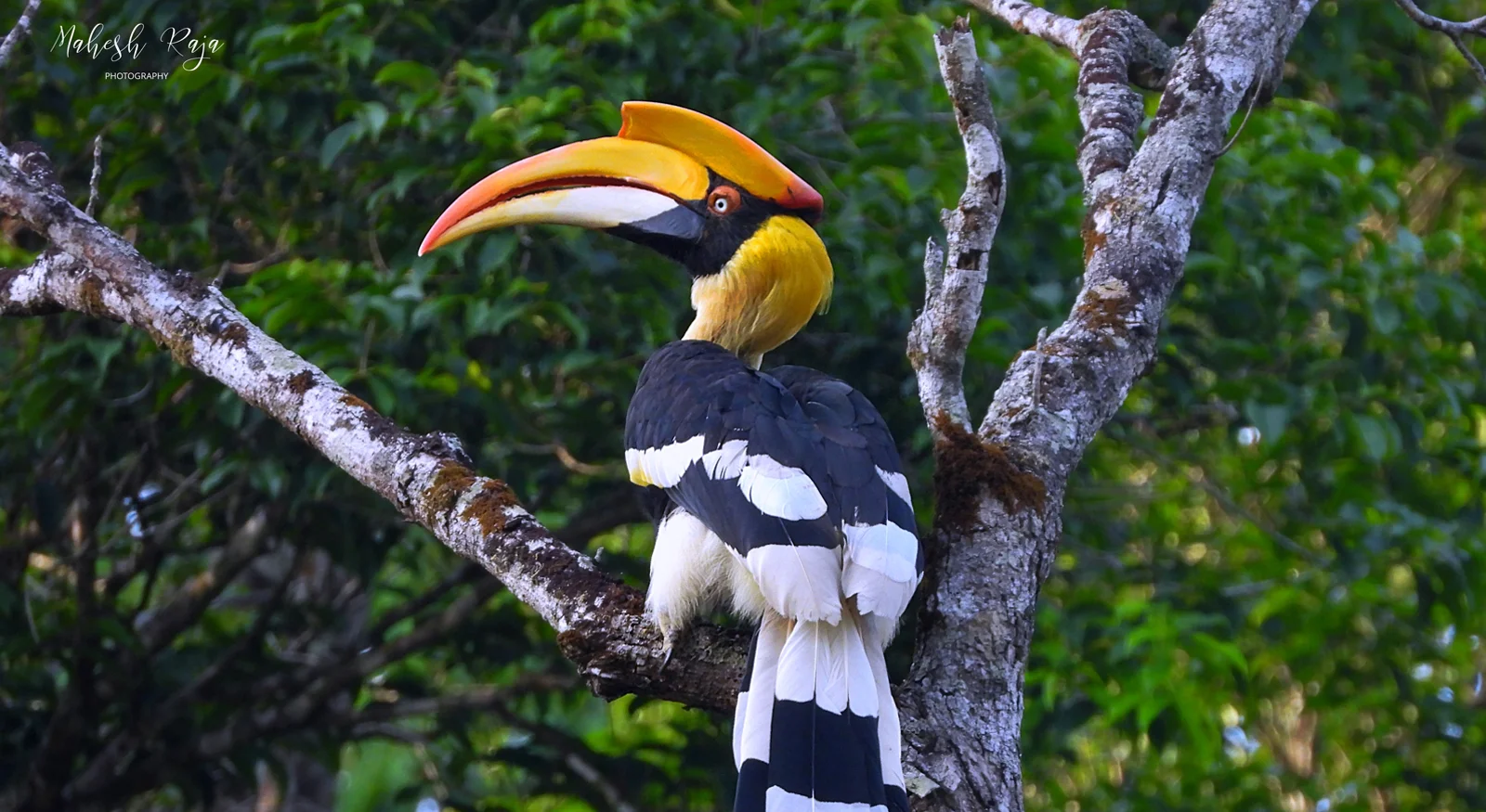 Great Indian Hornbill