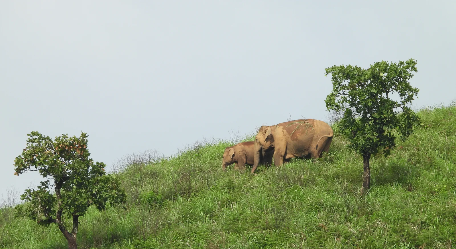 Wildlife Encounters