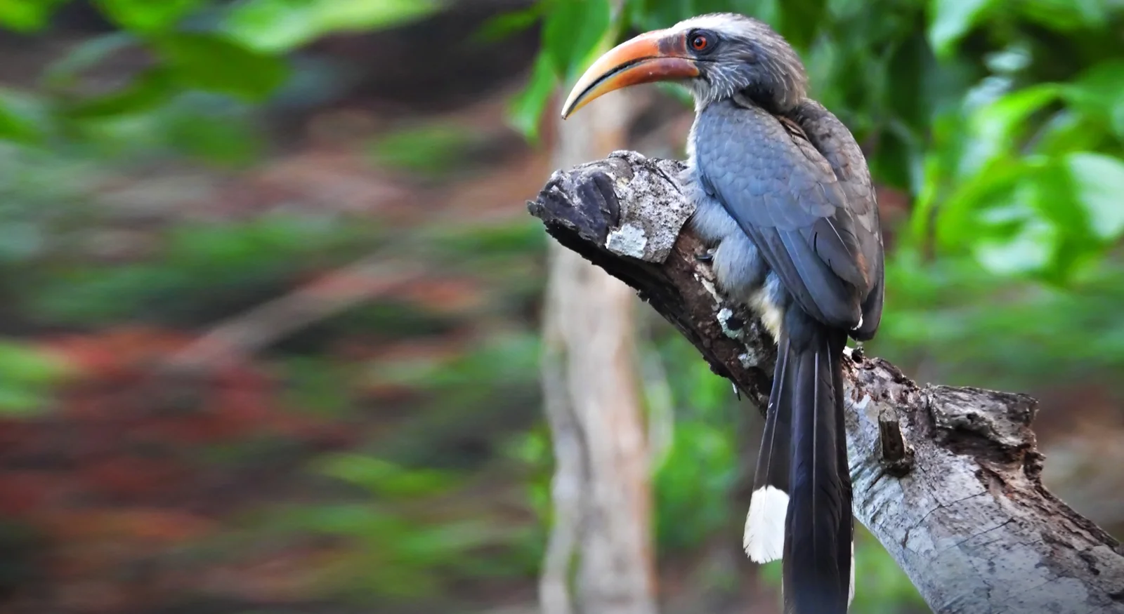 Malabar Grey Hornbill (Ocyceros griseus)
