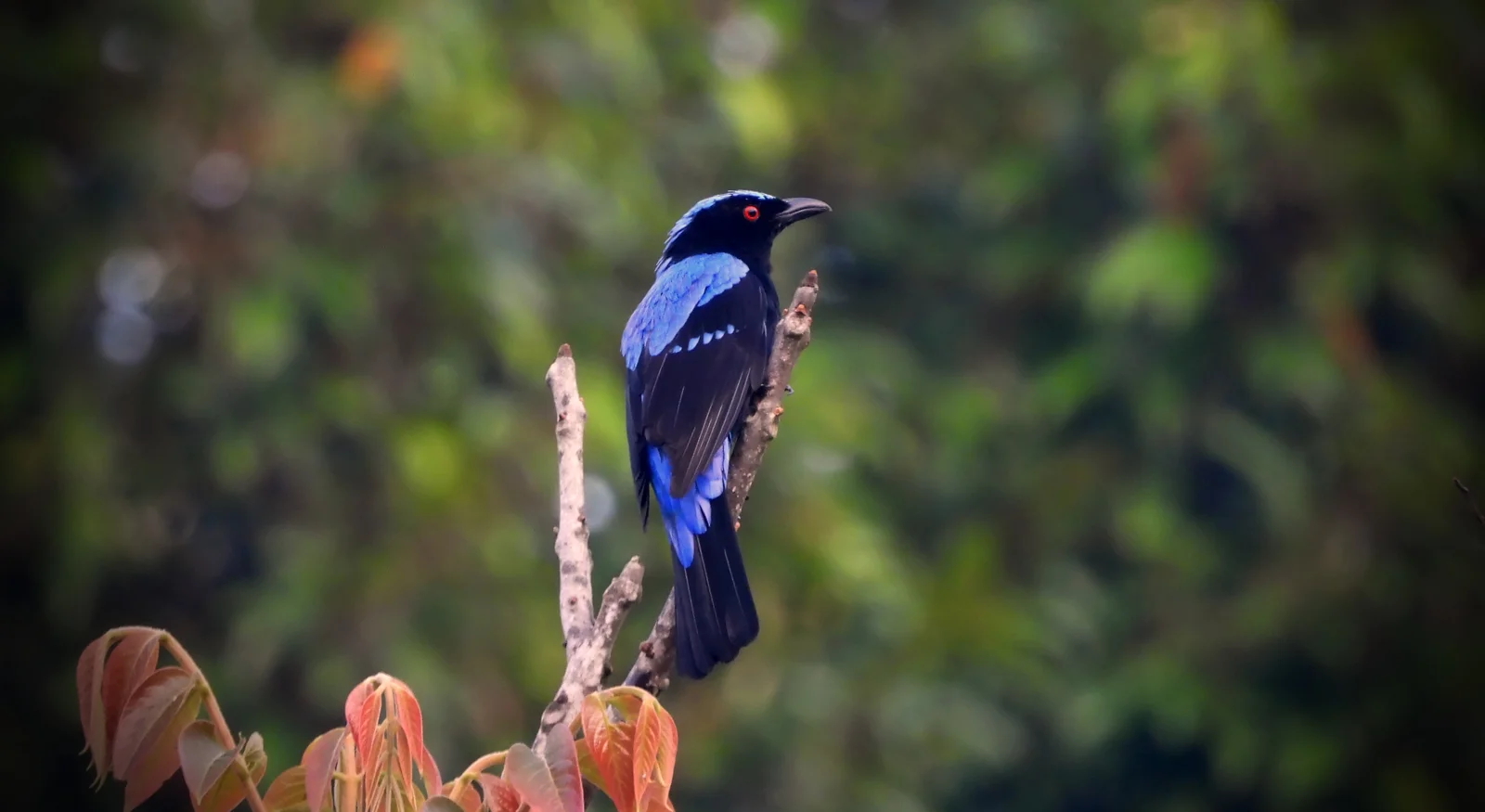 Asian Fairy-bluebird (Irena puella)