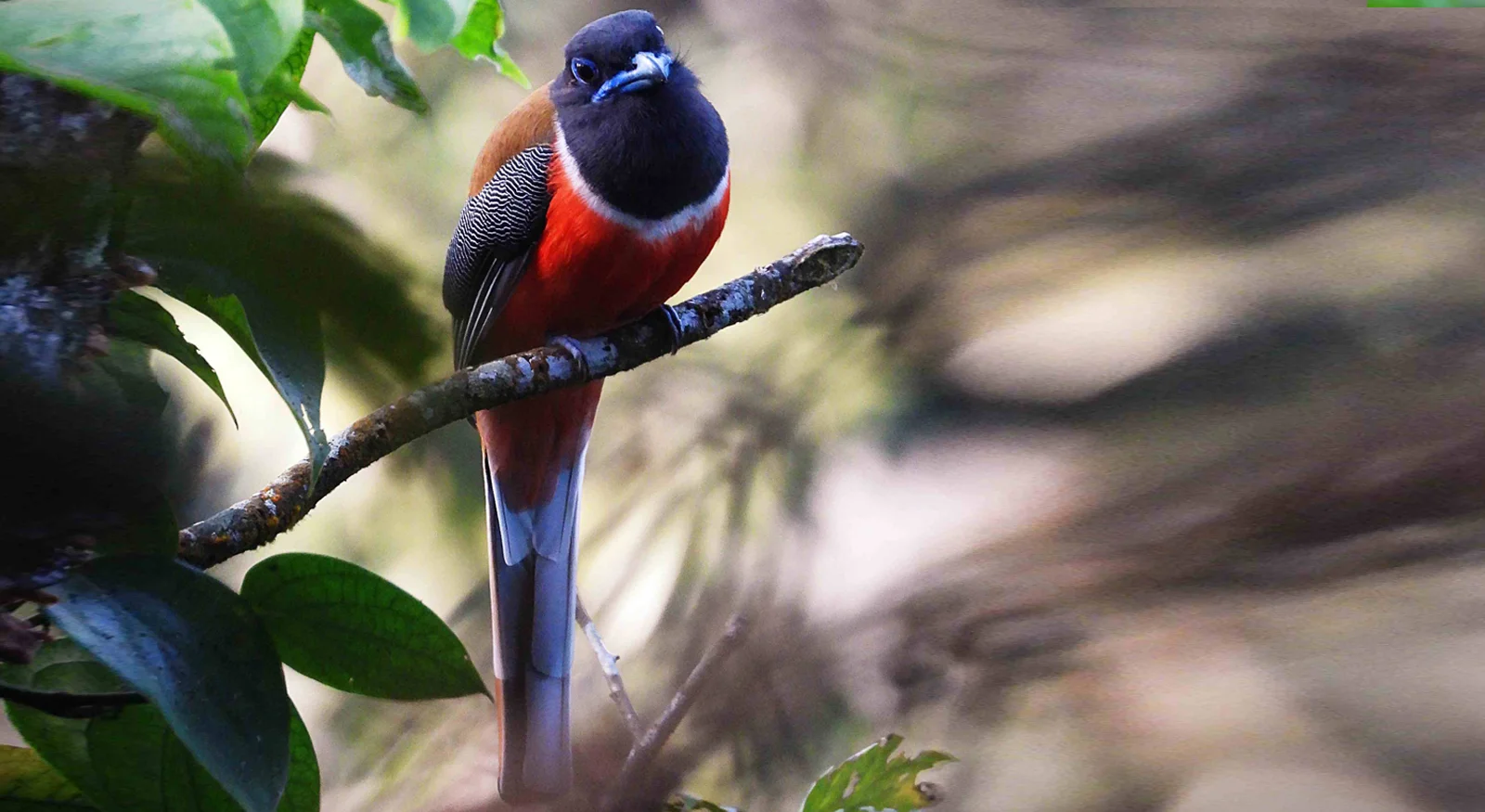 Malabar Trogon (Harpactes fasciatus)