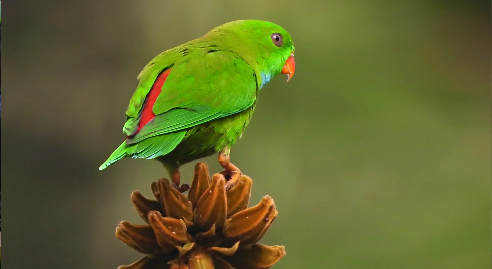 Vernal Hanging Parrot (Loriculus vernalis)