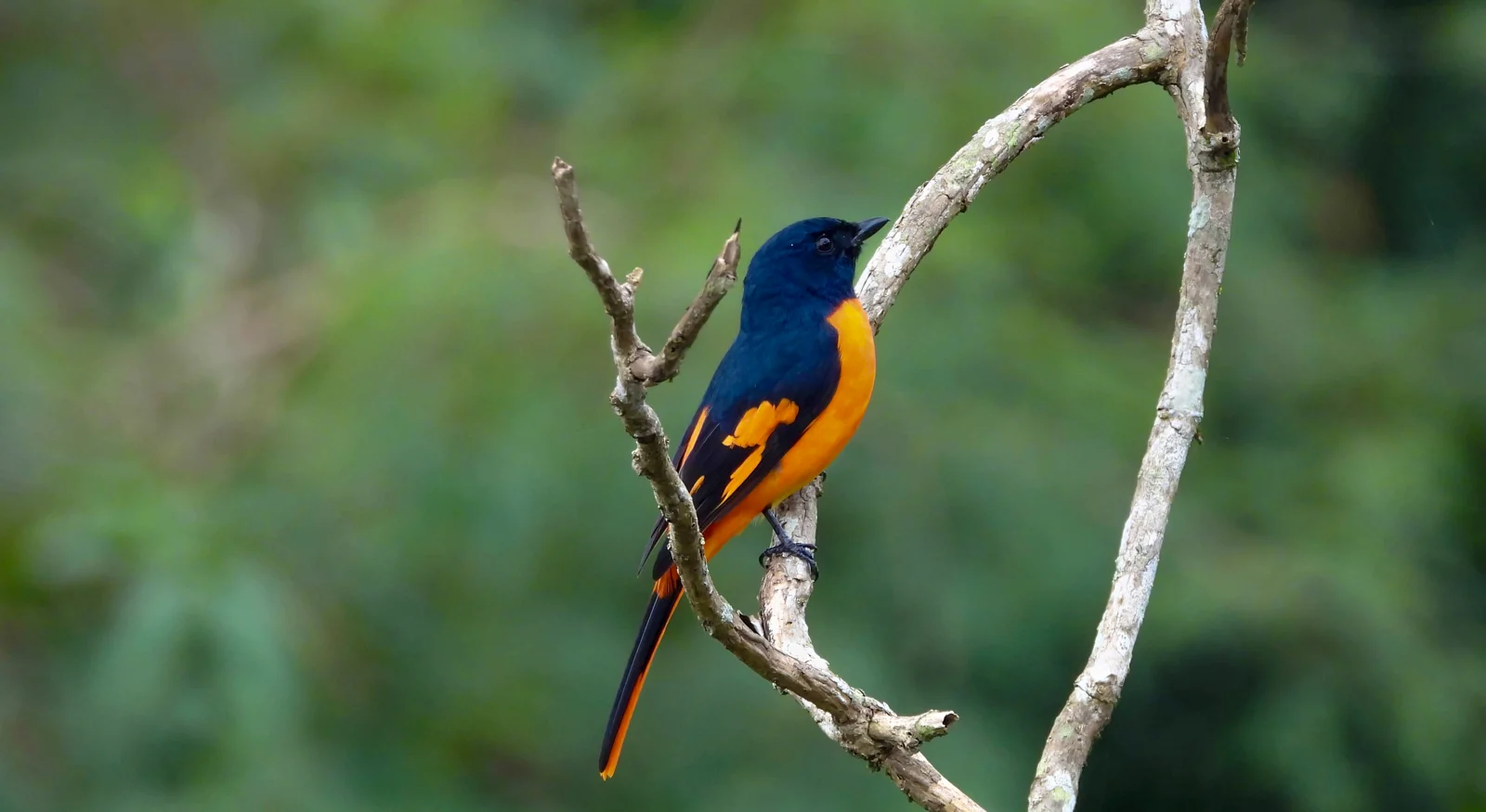 Orange Minivet (Pericrocotus flammeus)