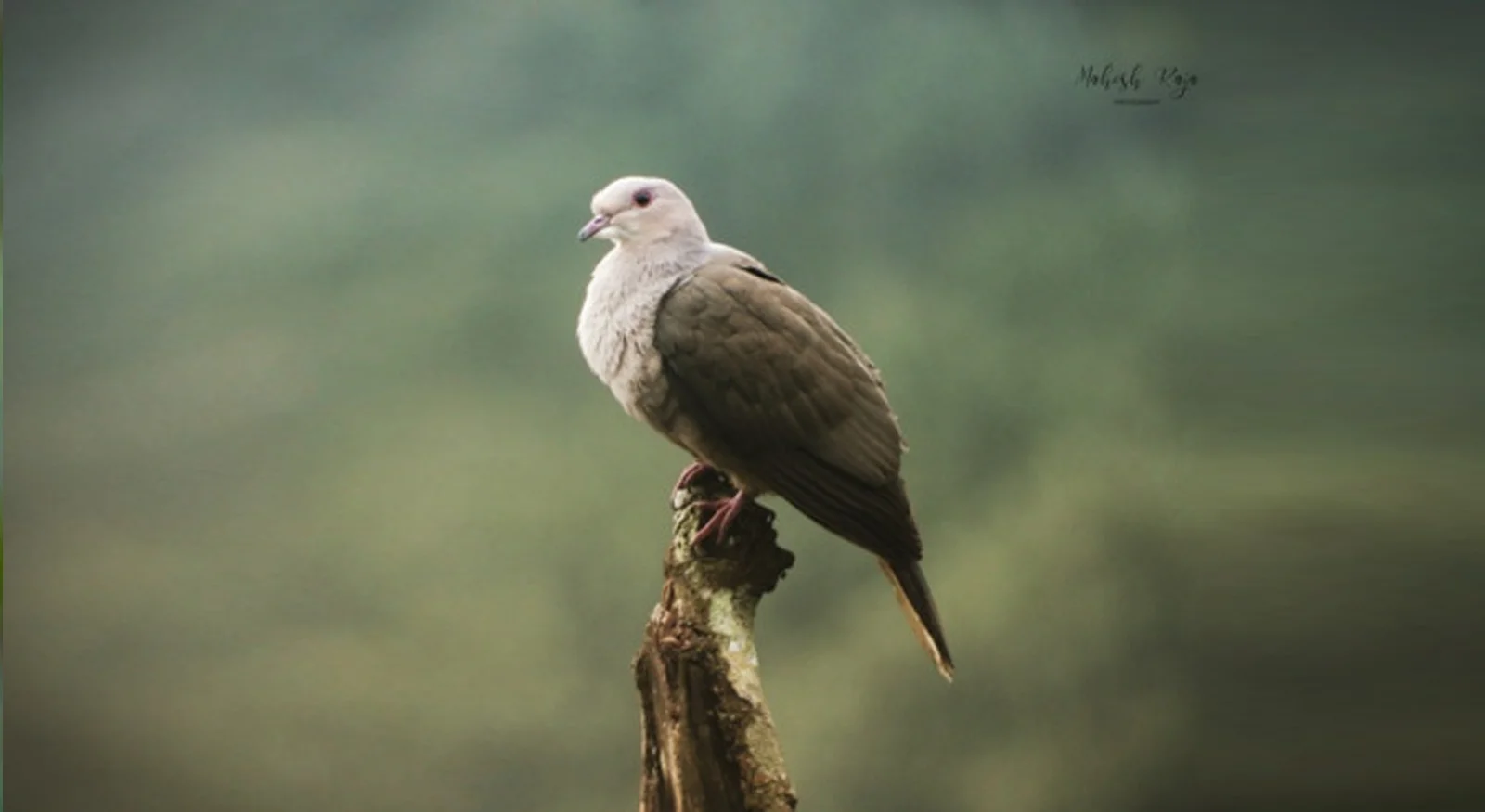 Mountain Imperial Pigeon (Ducula badia)