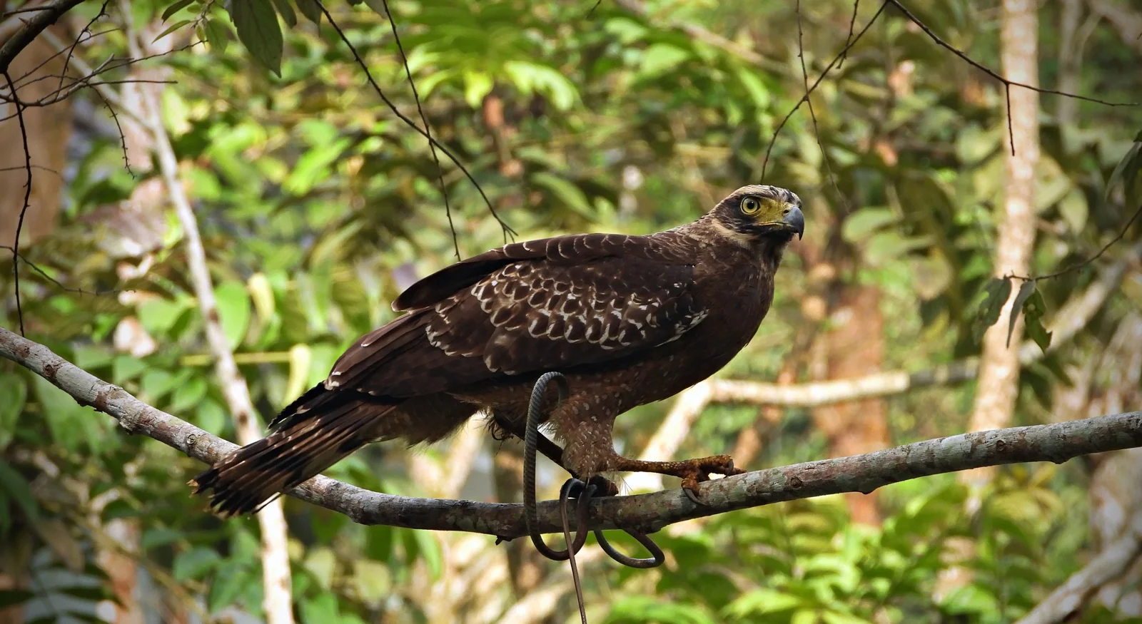Crested Serpent Eagle (Spilornis cheela)