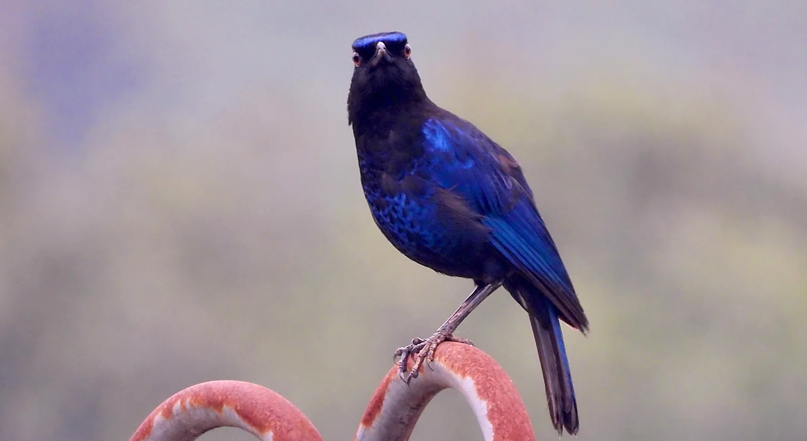 Malabar Whistling Thrush (Myophonus horsfieldii)