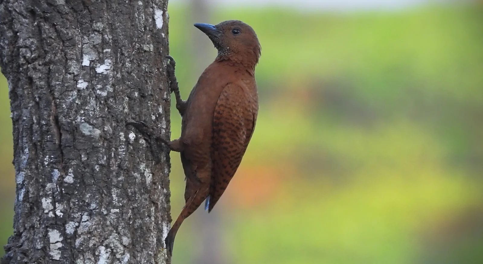 Rufous Woodpecker (Micropternus brachyurus)