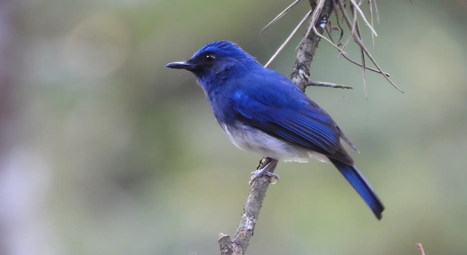 White-bellied Blue Flycatcher (Cyornis pallidipes)