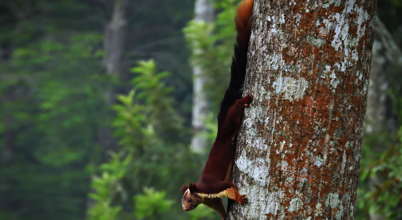 Malabar Giant Squirrel (Ratufa indica)