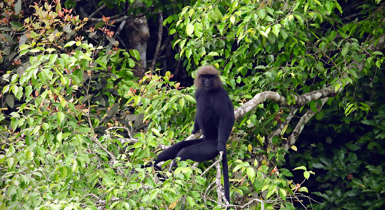 Nilgiri Langur (Semnopithecus johnii)
