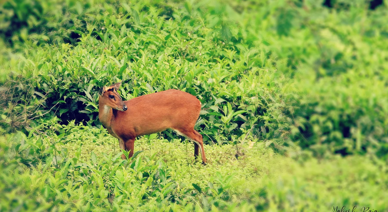 Barking Deer (Muntiacus muntjak)