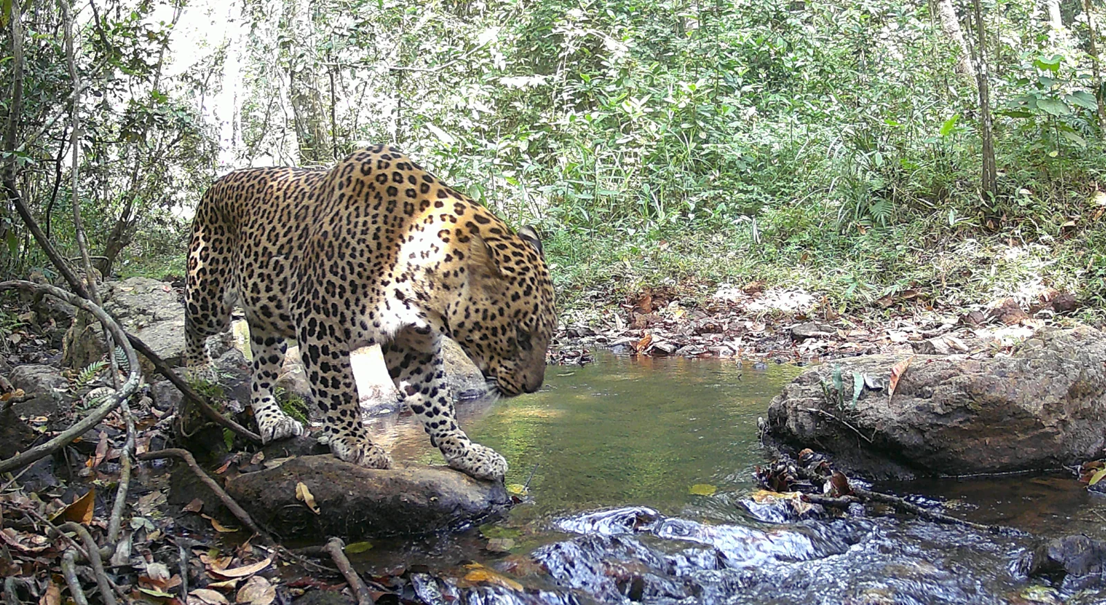 Indian Leopard (Panthera pardus fusca)