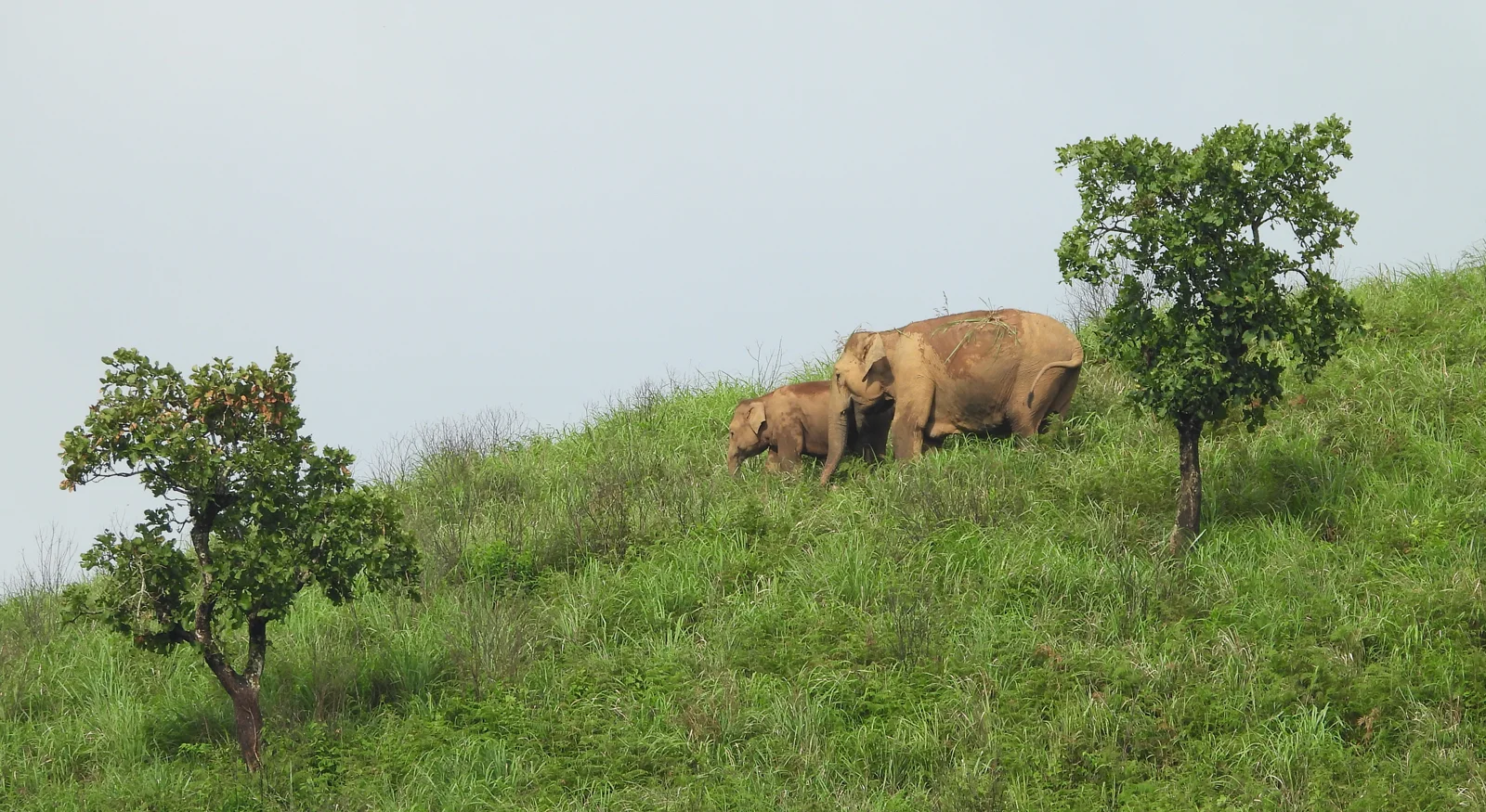 Asian Elephant (Elephas maximus indicus)