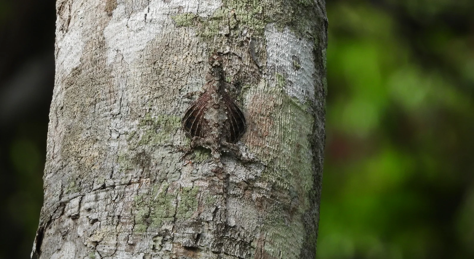 Southern Flying Lizard (Draco dussumieri)