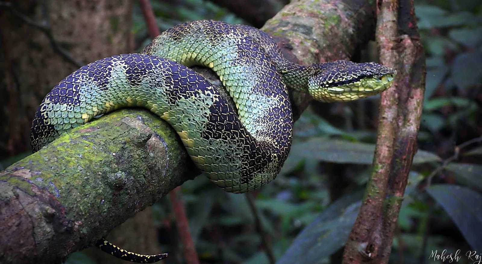 Malabar Pit Viper (Craspedocephalus malabaricus)