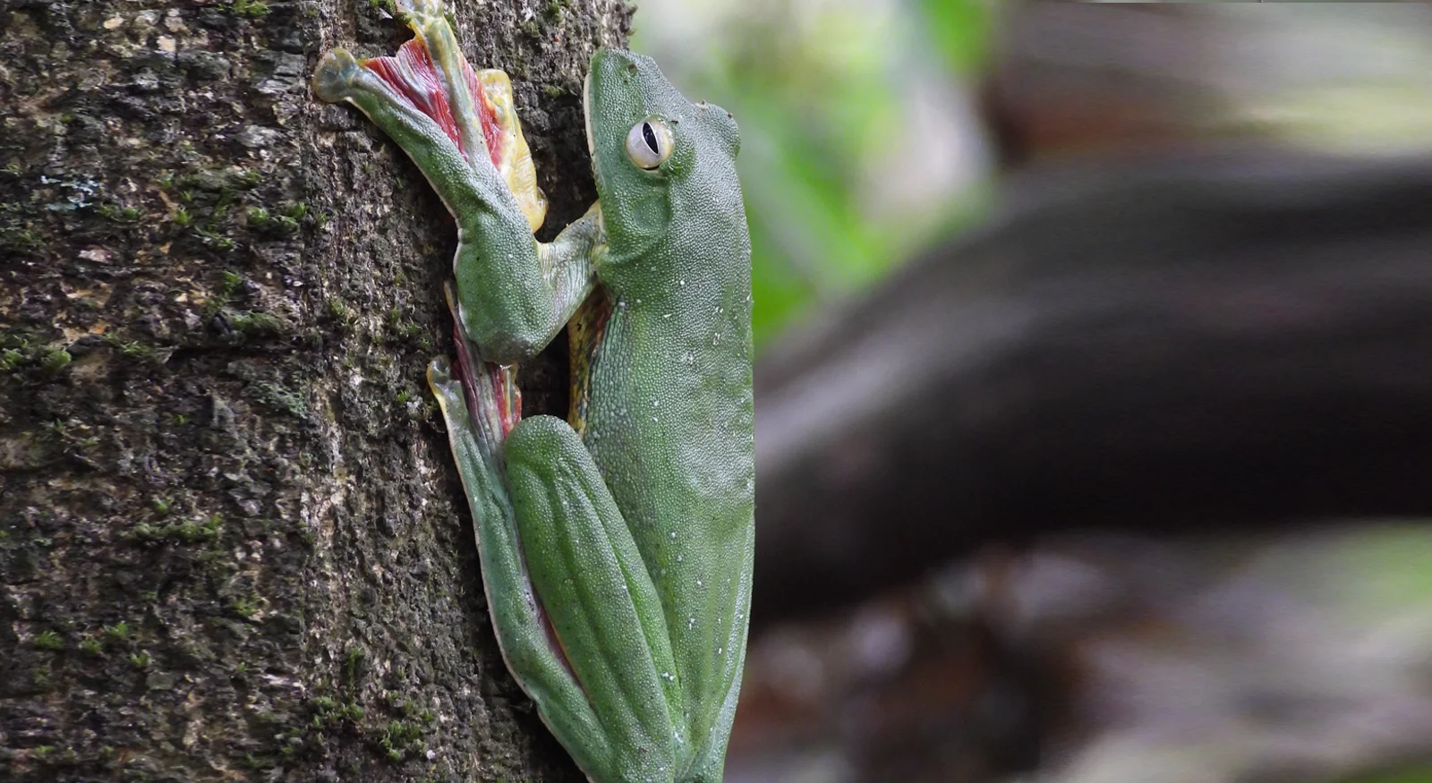 Malabar Gliding Frog (Rhacophorus malabaricus)