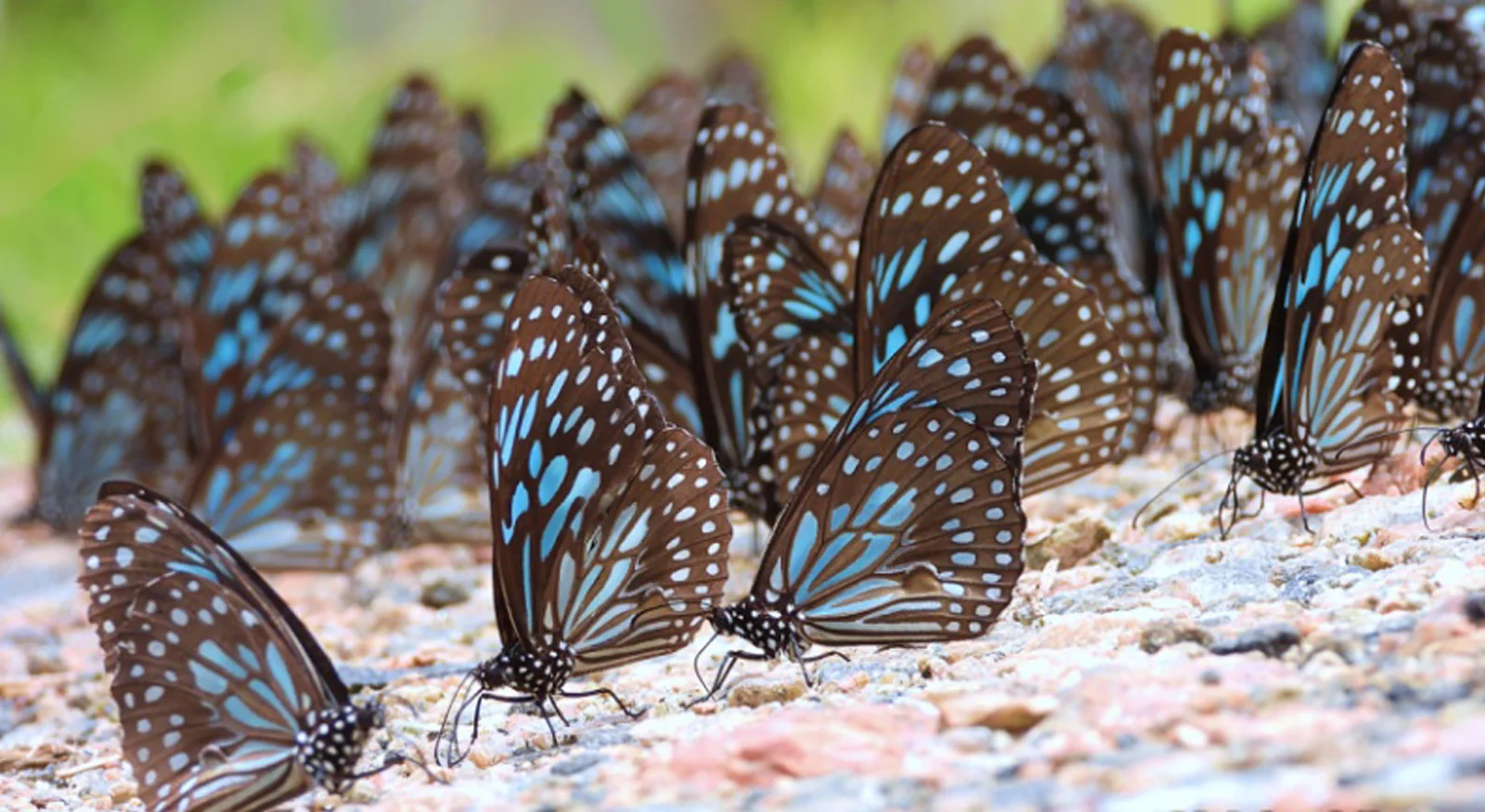 Dark Blue Tiger Butterfly (Tirumala limniace)