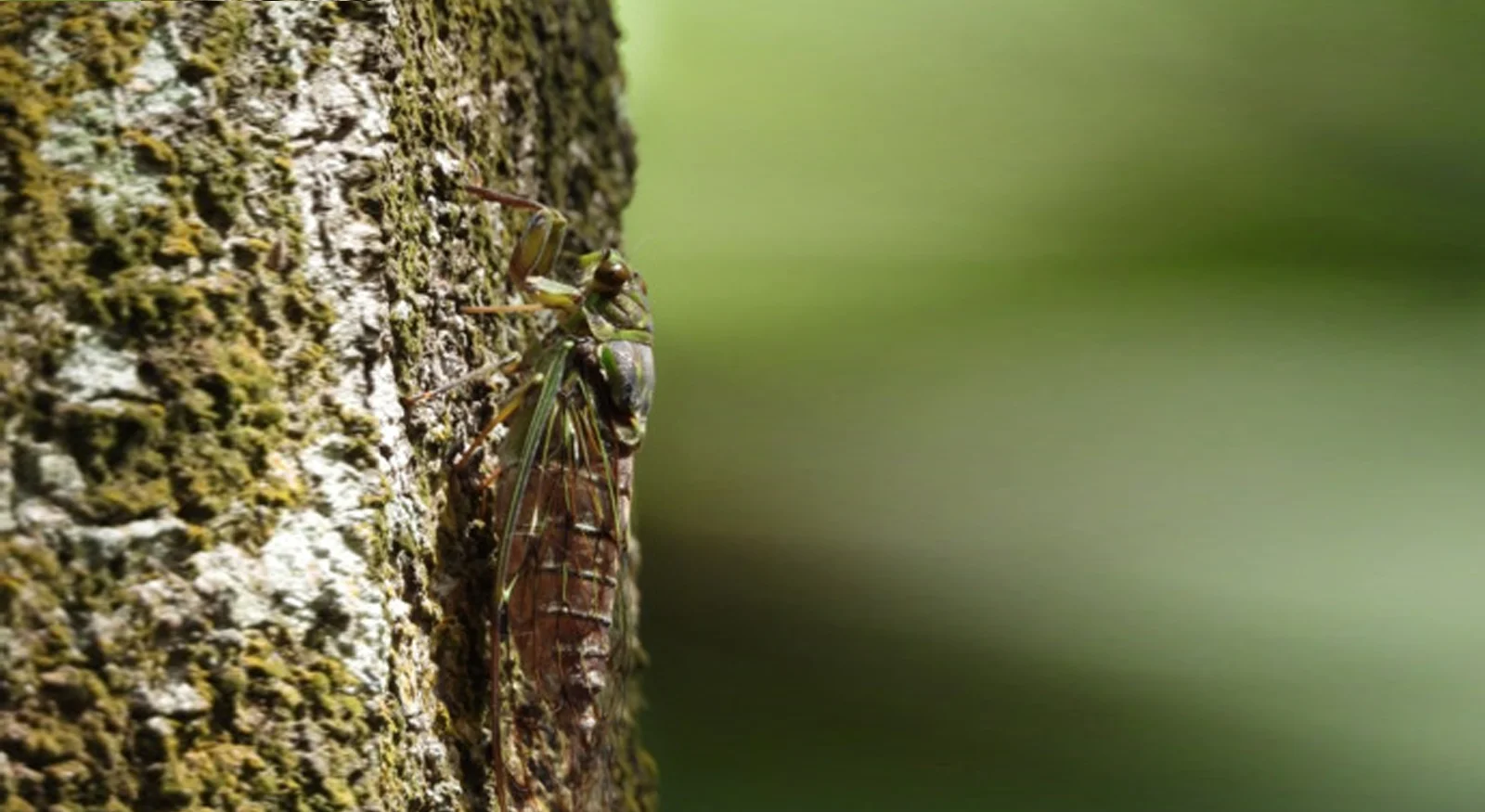 Indian Cicada (Family: Cicadidae)