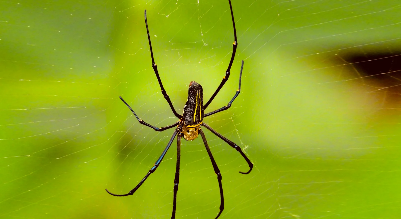 Giant Wood Spider (Nephila pilipes)
