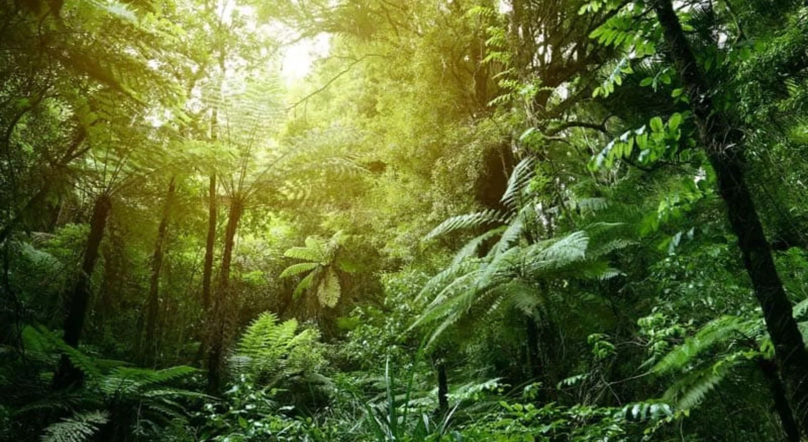 Rainforest Walk – Into Nature’s Living Classroom